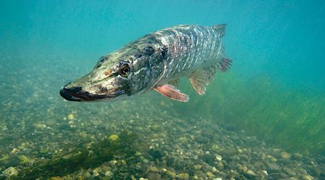 PÊCHE AU BROCHET – Une opération de préservation est lancée dans les Landes